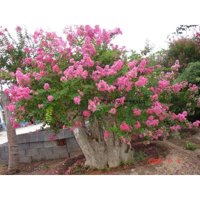 白皮松
