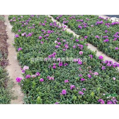山东芝樱花