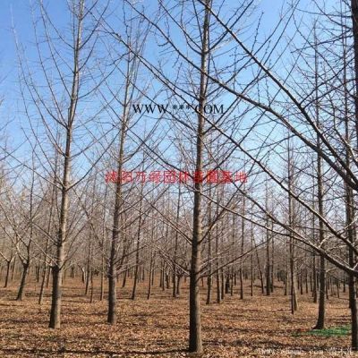 万绿园林红叶乌桕价格_红叶乌桕产地_红叶乌桕绿化苗木苗圃基地