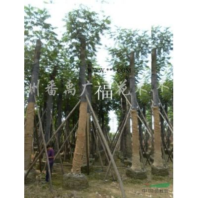 乌桕