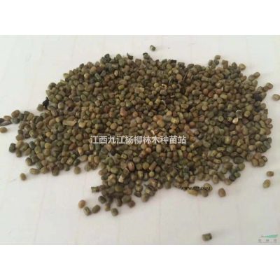 山乌桕种子产地供货价格 山乌桕种子多少钱一斤