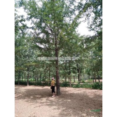 香水合欢批发 香水合欢长期供应 香水合欢出售