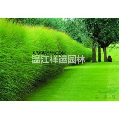 出售金合欢