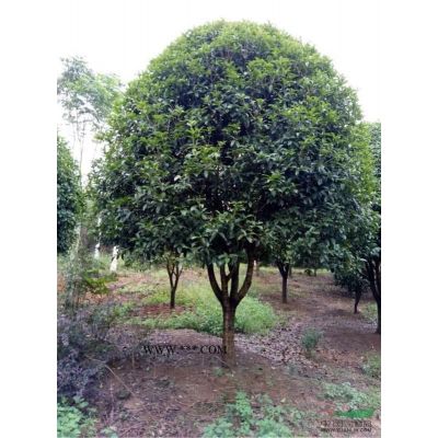 重阳木低价批发出售-河南潢川华中苗木花卉基地直销中心报价格表