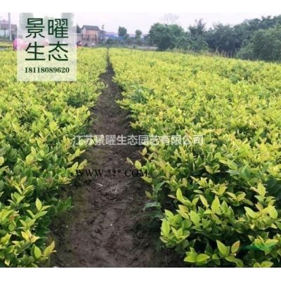 江苏景曜生态苗木基地/供应北美枫香/图片/产地直销/批发价格