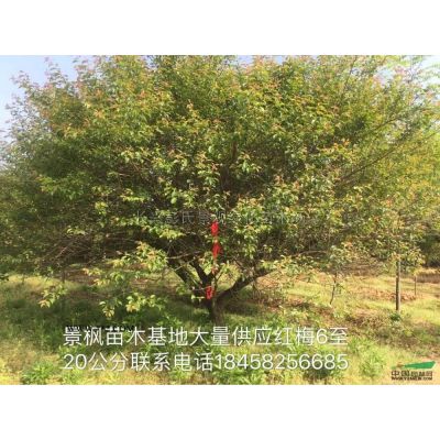 9-11公分枫香 浙江枫香枫香上车价