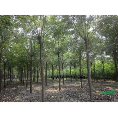 山东12公分速生白蜡批发 这是自家苗圃的12公分速生白蜡