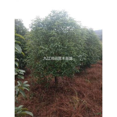 7公分光杆枫香便宜出售，可以打包处理