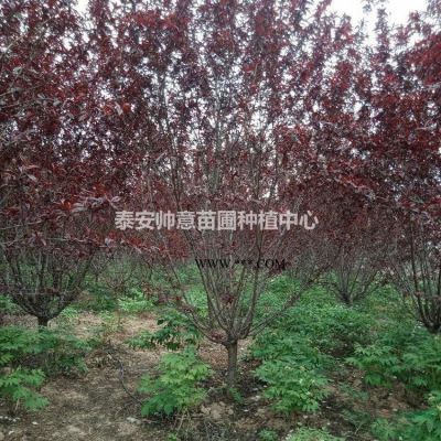 13公分白蜡树苗 交易批发 白蜡树苗现货批发