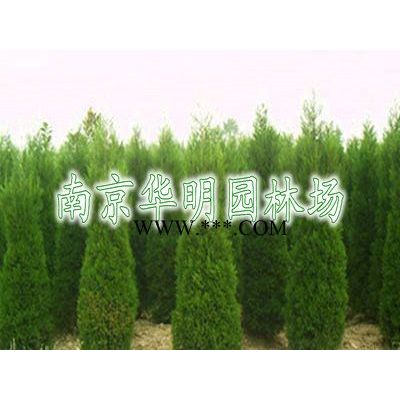 榔榆