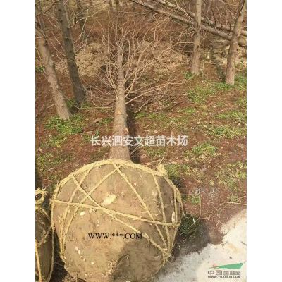 浙江长兴供应原生/拼植30-40-50-60丛生榔榆3-8杆