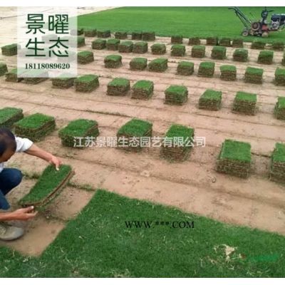 江苏景曜生态园艺基地供应/垂槐/盘槐/龙爪槐价格/图片/批发图3