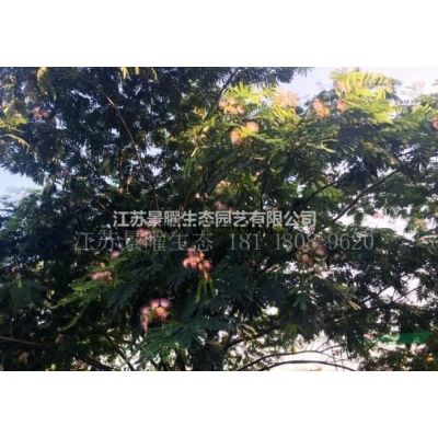 江苏景曜生态园艺基地供应/垂槐/盘槐/龙爪槐价格/图片/批发图2