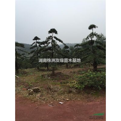 湖南刺槐、刺槐价格、龙爪槐、国槐、黄花槐