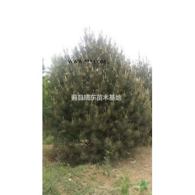 天津白皮松一*特价