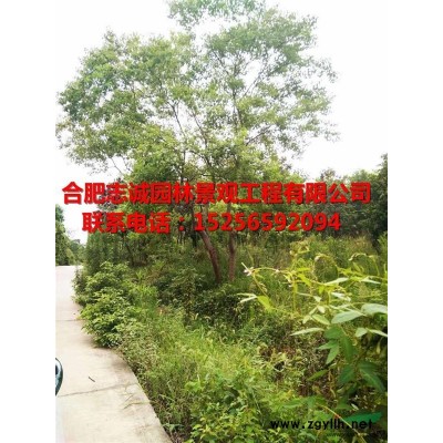 安徽合肥供应：三角枫 、金叶女贞、重阳木、栾树、瓜子黄杨