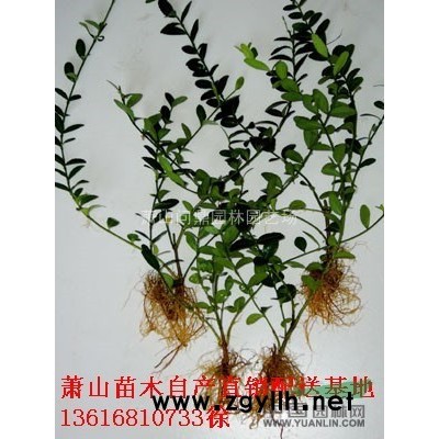 萧山小苗茶梅/红花继木/金叶女贞/海桐/连翘/狼尾草/月见草