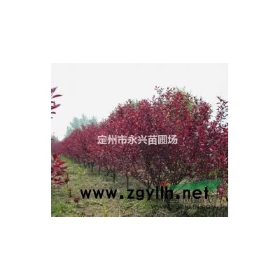 金叶女贞球冠1.2米左右，高度1.2米左右，量大优惠