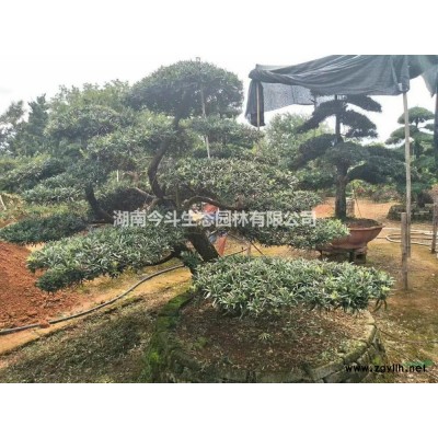 金森女贞基地 湖南金森女贞行情 长沙金森女贞行情
