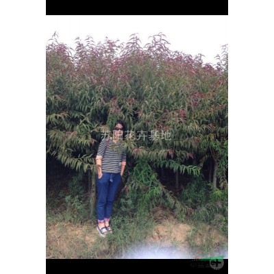 江苏金森女贞介绍