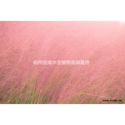 金森女贞地栽苗小杯苗小毛球