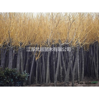 江苏[产品]/江苏高杆大叶黄杨球 独杆黄杨球价格/报价