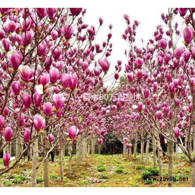 2米径球大叶黄杨供应/2米径球大叶黄杨图片