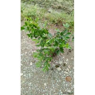 大叶黄杨地苗 大叶黄杨地苗基地 杭州大叶黄杨地苗批发配送