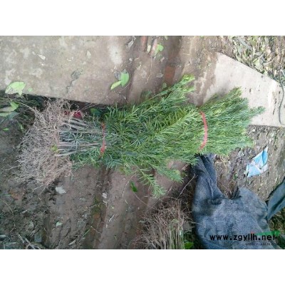 湖南长沙火棘苗基地 高30-50cm的价格 火棘树苗图片