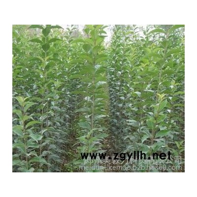 供应白皮松、白皮松15993720369