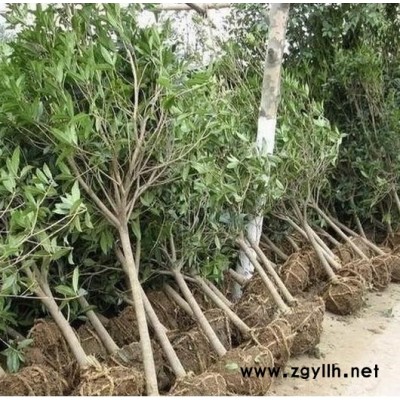 孟州出售白皮松批发价159-9372-0369【艺林苗木】