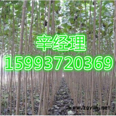 信阳长期销售白皮松/价格159-9372-0369【艺林苗木供应】