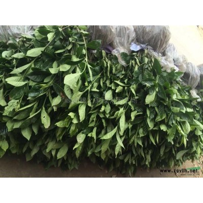 供应茶花P100-200，正宗福建大红，品质高土球好