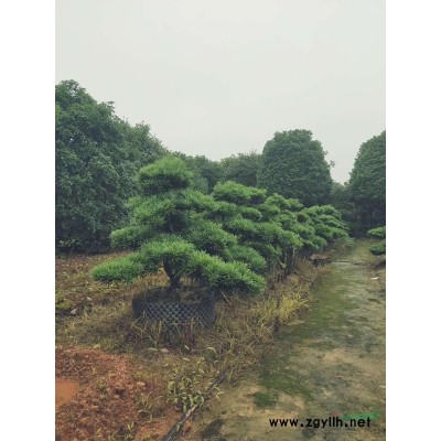 杜鹃小苗什么价格杜鹃扦插苗杜鹃苗批发供应毛杜鹃花袋苗30公分高杜鹃什么价格杜鹃花图片 冠幅80杜鹃球