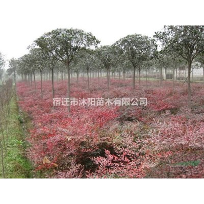 红叶石楠小杯苗价格_红叶石楠大杯苗_红叶石楠营养钵苗