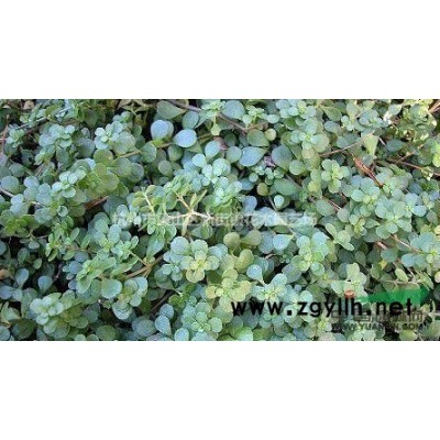 供应20-50cm金叶女贞