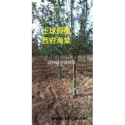 金叶女贞，精品苗木金叶女贞直销，50-70厘米。金叶女贞咨询，双华苗圃场