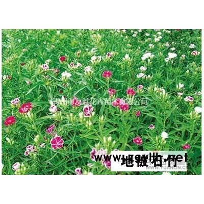 大叶黄杨 大叶黄杨基地