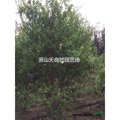 火棘小毛球H60 P30