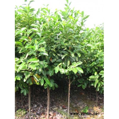 浙江红露珍茶花5