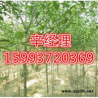 登封**白皮松价格159-9372-0369【艺林苗木】