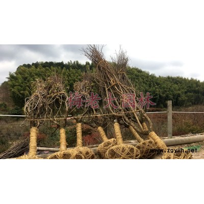 浙江宁波产地供应P120茶花，红露珍，耐冬等