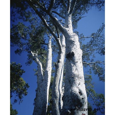 白皮松10-20公分