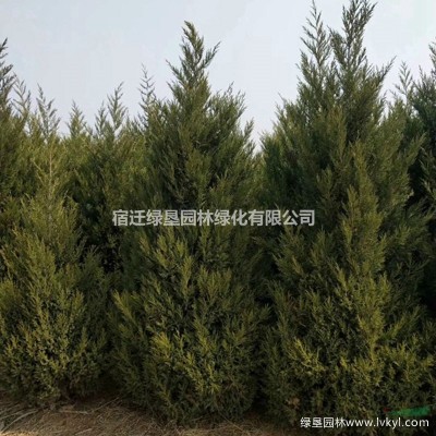 江苏红叶石楠苗 红叶石楠杯苗 大杯红叶石楠 小杯红叶石楠苗