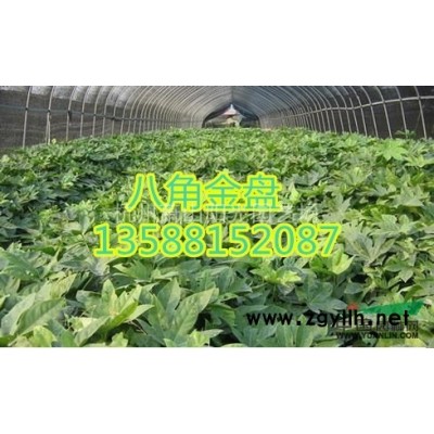 供应金焰绣线菊毛球 南天竹毛球 金叶女贞毛球