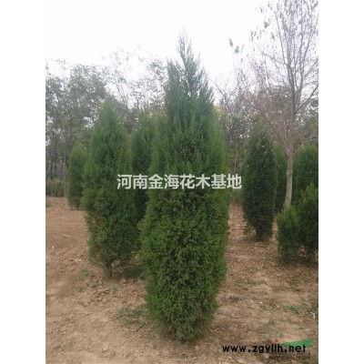 河南许昌大量供应金叶女贞自家苗