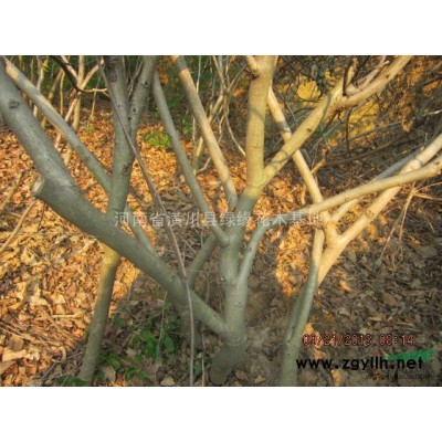 色块种植用苗，红叶小檗产地，红帽月季价格，大叶黄杨图片