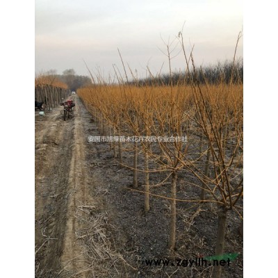 [供应]金叶榆球  水蜡球  大叶黄杨球  小叶黄杨球   胶东卫矛球