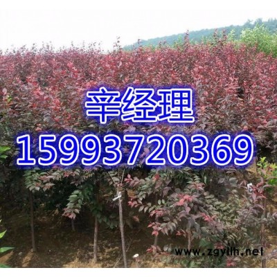 新密**白皮松批发价159-9372-0369【艺林苗木】