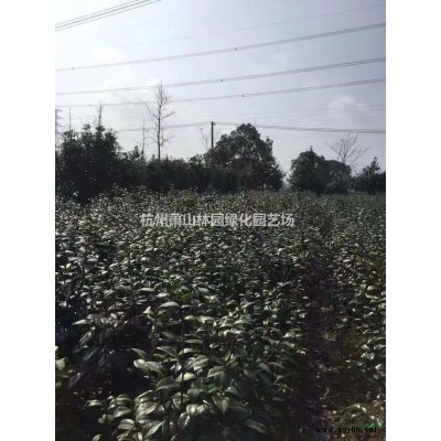 2020年浙江茶花新报价
